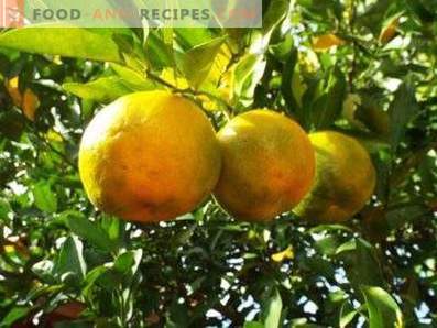 Ulei de bergamot: proprietăți și aplicații
