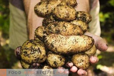 Ziemniaki: korzyści i szkody dla ciała