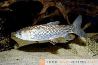 Pește alb de Amur: avantaj și rău