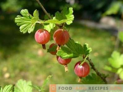 Gooseberry: useful properties and contraindications