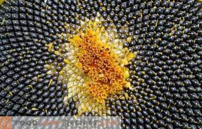Semințe de floarea soarelui: beneficii și daune