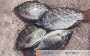 Tilapia de pește: beneficiu și rău