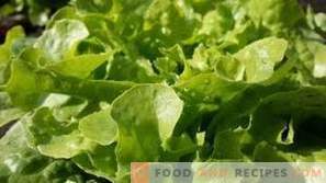 Cum se păstrează salata de frunze