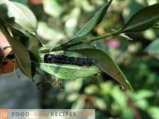 Lepidocidul este un medicament eficient împotriva dăunătorilor care consumă frunze