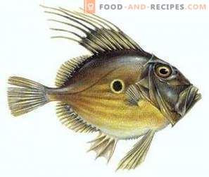 Dori Fish: beneficii și prejudicii
