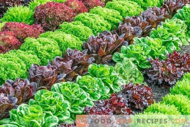 Soiuri de salată pentru creștere în primăvară, vară și toamnă